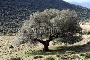Olivier centenaire à Ain Ghoraba, commune montagneuse, très belle mais isolée de tout ...