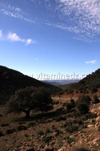 Djbel Bouchouk, Ain Ghoraba,