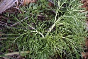 Plante sauvage Ain Ghoraba,