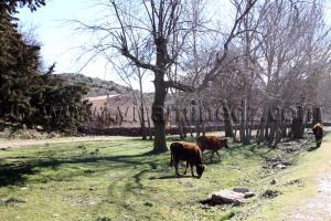Vaches Ain Ghoraba, commune montagneuse, très belle mais isolée de tout ...