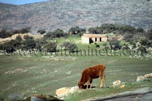 Ain Ghoraba, commune montagneuse, très belle mais isolée de tout ...