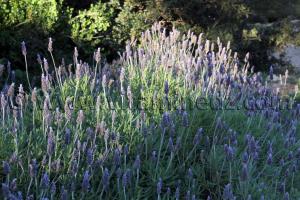 La lavande près de Rachgoun