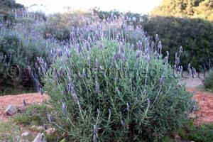 Les bienfaits de la lavande