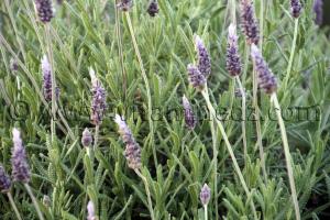 la lavande vraie
