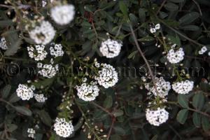 Fleurs sauvages, sur les hauteurs de Rachgoun