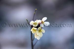 Fleurs sauvages, sur les hauteurs de Rachgoun