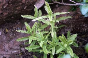 Plante sauvage a Rachgoun