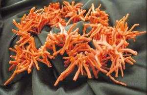 Pillage du corail à El Kala -  Comment lutter contre les réseaux transnationaux?