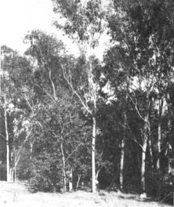 La biodiversité algérienne menacée par les espèces non autochtones