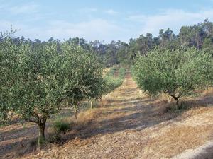 Aïn Témouchent - Les oliviers affectés par la tuberculose