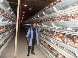 Algérie - Les vétérinaires tirent la sonnette d’alarme: «Il y a danger dans notre assiette!»