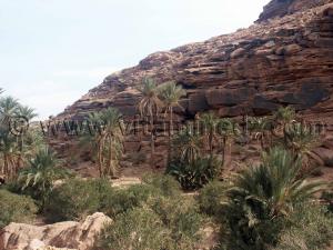 Palmeraie de Moghrar ElFoukani, (Wilaya de Naama) halte de repos sur la route du Sud