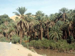 Photos Taghit, ses ksours, ses marabouts, sa palmeraie ... Novembre 2006