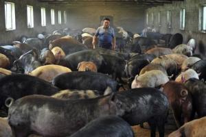 Planète - «La viande doit redevenir un aliment spécial»