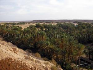 Photo Palmeraie de Beni Abbes (Wilaya de Bechar)