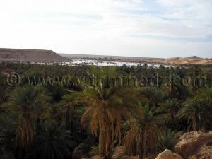Palmeraie de Beni Abbes (Wilaya de Bechar)