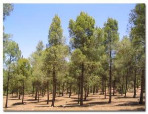 Algérie - Voxpopuli: Et si on se mettait à repeupler nos forêts?