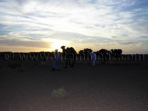 Photos caravane chameaux sahara desert algerien  à Ksar Guentoure, commune de Ouled Aissa, Daira de Timimoun, Wilaya d\'Adrar