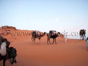 le chameau trekking caravane sahara desert algerien  à Ksar Guentoure, commune de Ouled Aissa, Daira de Timimoun, Wilaya d\'Adrar