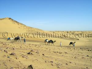 caravane desert et montagne près de Ksar Guentoure, commune de Ouled Aissa, Daira de Timimoun, Wilaya d\'Adrar