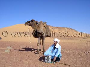Chamelier caravane sahara desert algerien  à Ksar Guentoure, commune de Ouled Aissa, Daira de Timimoun, Wilaya d\'Adrar