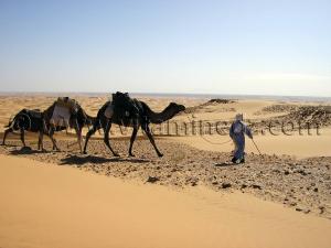 trek caravane sahara desert algerien  à Ksar Guentoure, commune de Ouled Aissa, Daira de Timimoun, Wilaya d\'Adrar