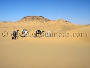 trek chameaux caravane sahara desert algerien  à Ksar Guentoure, commune de Ouled Aissa, Daira de Timimoun, Wilaya d\'Adrar