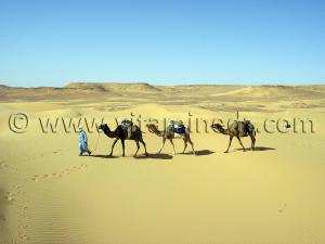 chameaux trek caravane sahara desert algerien  à Ksar Guentoure, commune de Ouled Aissa, Daira de Timimoun, Wilaya d\'Adrar
