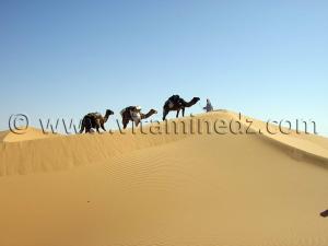 trek caravane sahara desert algerien  à Ksar Guentoure, commune de Ouled Aissa, Daira de Timimoun, Wilaya d\'Adrar