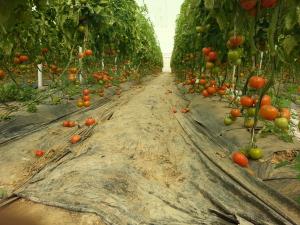 tomate ''tofane'' en multi chapelle a M'ziraa !