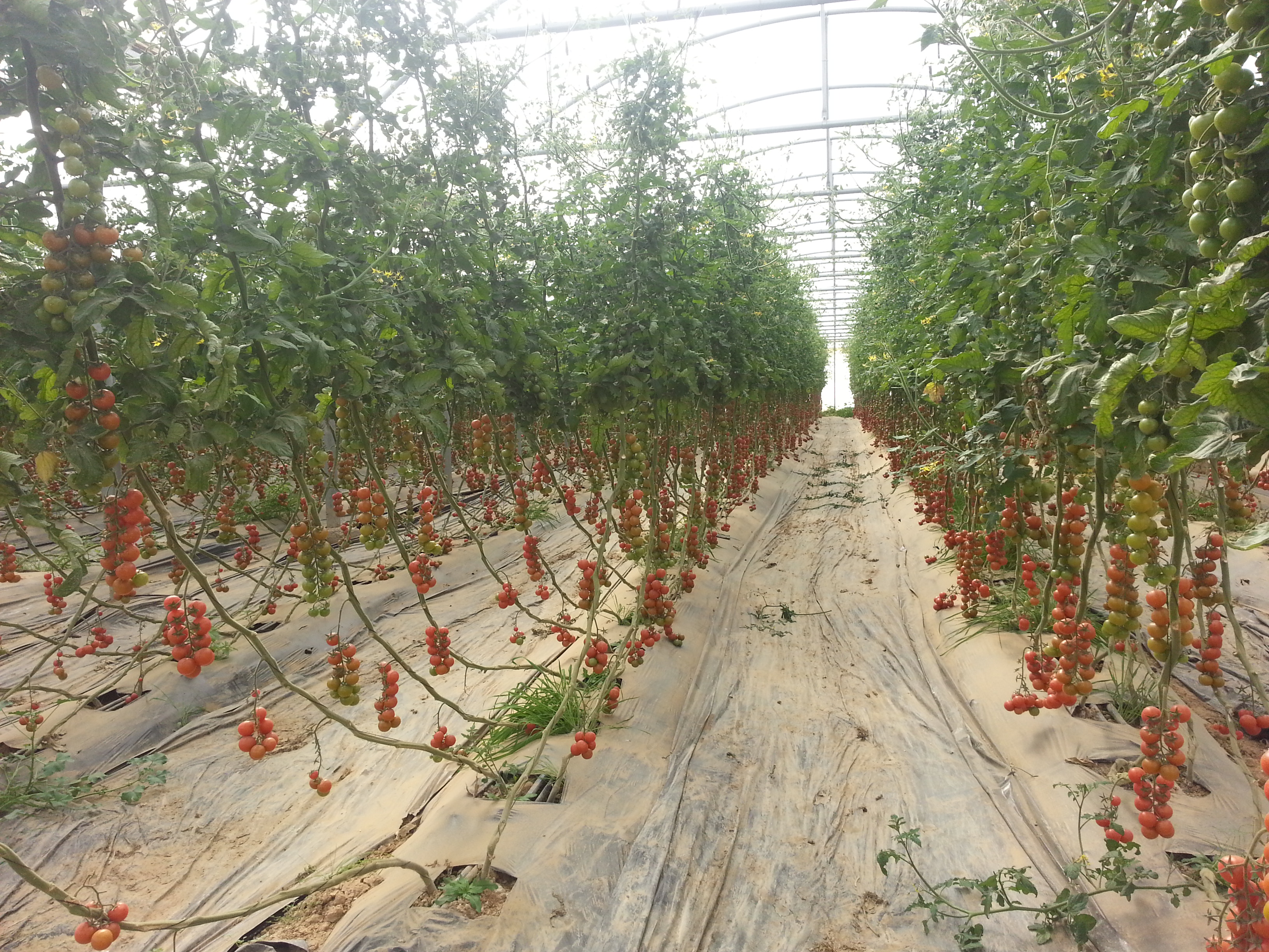 Tomates ''cerise''sous serre multi-chappelle !