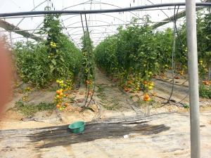 M'ziraa:tomate sous serre !