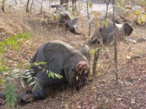 Afrique - Stop au massacre des éléphants