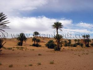 Palmeraie Ksar Guentoure, commune de Ouled Aissa, Daira de Timimoun, Wilaya d\'Adrar