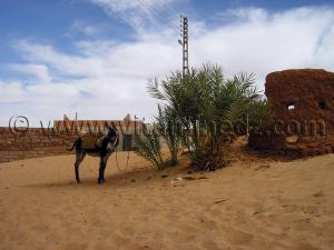 Village de Guentour, commune de Ouled Aissa, Daira de Timimoun, Wilaya d\'Adrar