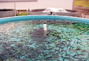 Tlemcen - Ressources halieutiques:  Quatre sites dédiés à l’aquaculture