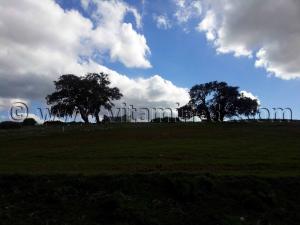 Sidi Mohamed Ben Daoud à la foret de Zarifet