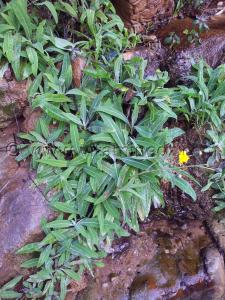 Plante sauvage à Ain Medra à Zahra (commune Azails)