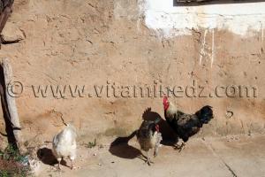 Poules en élevage domestique Beni Snous (Tlemcen)