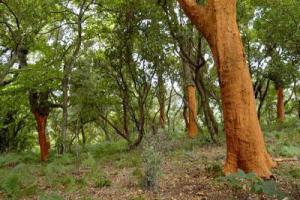 Des écosystèmes méditerranéens vulnérables: Une grande rencontre sur les forêts à Tlemcen