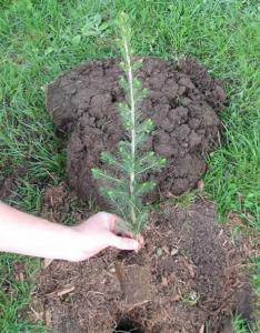 Ouled Mimoun (Tlemcen): La Douane au service de l’environnement