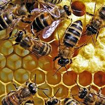 Béchar - Colère des apiculteurs à Oued Zouzfana  Lutte anti-acridienne