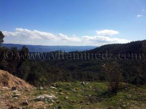 Montagnes d\'Aïn Ghoraba, Forêt d\'Ahfir