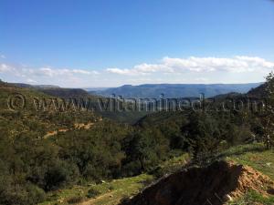 La foret de Hafir, commune d\'Aïn Ghoraba