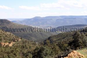 La  forêt  de  Hafir  et  Zarieffet  forment  un  massif  continu  d\'environ  12  000  hectares, s\'étendant au sud­ouest de la ville de Tlemcen.