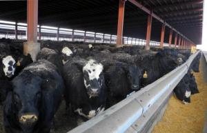 Planète -Etats-Unis: Sécheresse aidant, le cheptel bovin est à son plus bas en 61 ans