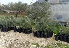 Adekar (Béjaïa): La distribution de plants d'olivier continue