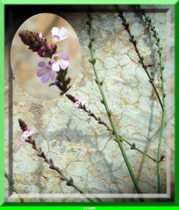 Verveine officinale (Verbena officinalis)
