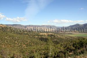 Forêt domaniale de Hafir La commune d\'Aïn Ghoraba