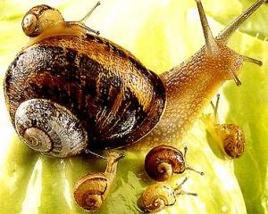 Constantine - Des investissements pas comme les autres: Elevage de l'escargot